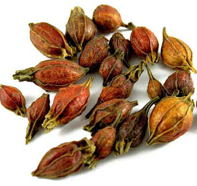 gardenia-fruits.jpg