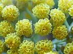 Immortelle ha serum@gow.jpg