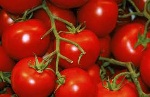 Lycopene creamy lotion@gow.jpg