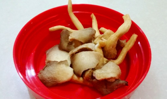 Oyster Mushroom 1.jpg