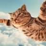 catinthesky