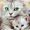 MamiMeow