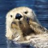 seaotter