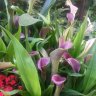 diamondfericia