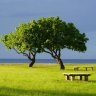 raintree_sg